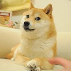 Own The Doge Own The Doge